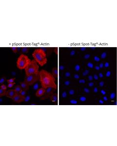ChromoTek Spot-Label® Alexa Fluor® 568 ebAF568 proteintech