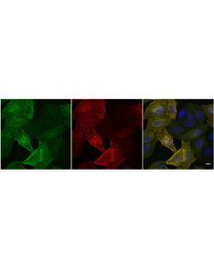 ChromoTek Spot-Label® ATTO594 eba594 proteintech
