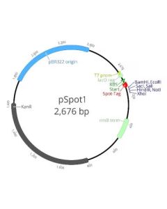 ChromoTek pSpot1 vector ev-1 proteintech