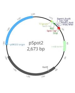 ChromoTek pSpot2 vector ev-2 proteintech