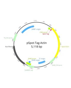 ChromoTek pSpot-Tag-Actin vector ev-31 proteintech