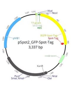 ChromoTek pSpot2 GFPSpot-Tag vector ev-32 proteintech