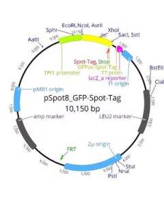 ChromoTek pSpot8 GFP-Spot-Tag ev-33 proteintech