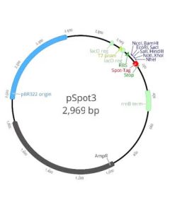 ChromoTek pSpot3 vector ev-3 proteintech