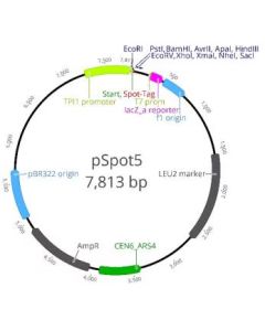 ChromoTek pSpot5 vector ev-5 proteintech