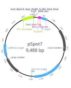ChromoTek pSpot7 vector ev-7 proteintech