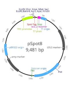 ChromoTek pSpot8 vector ev-8 proteintech
