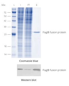 ChromoTek 3xDYKDDDDK-peptide fp proteintech