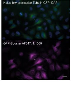 ChromoTek GFP-Booster Alexa Fluor® 647 gb2AF647 proteintech