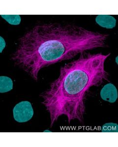 ChromoTek anti HA-Label, CoraLite® Plus 647 hbCL647 proteintech