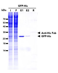 ChromoTek His-Peptide hp proteintech