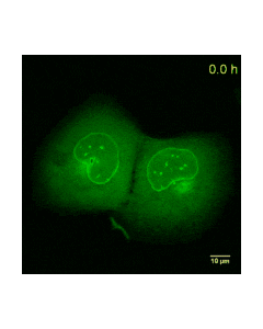 ChromoTek Lamin-Chromobody® plasmid (TagGFP2) lcg proteintech