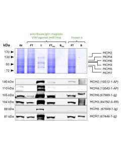 ChromoTek anti-Mouse IgG1 Magnetic VHH Agarose for Immunoprecipitation mIG1ma proteintech