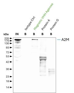 ChromoTek anti-Mouse IgG2a Magnetic VHH Agarose for Immunoprecipitation mIG2ama proteintech