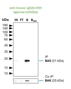 ChromoTek anti-Mouse IgG2b VHH Agarose for Immunoprecipitation mIG2ba proteintech