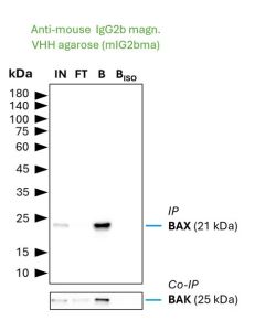 ChromoTek anti-Mouse IgG2b Magnetic VHH Agarose for Immunoprecipitation mIG2bma proteintech