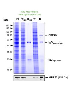 ChromoTek anti-Mouse IgG3 VHH Agarose for Immunoprecipitation mIG3a proteintech