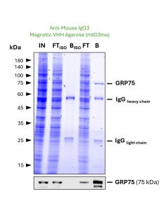 ChromoTek anti-Mouse IgG3 Magnetic VHH Agarose for Immunoprecipitation mIG3ma proteintech