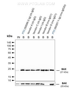 ChromoTek anti-Rabbit IgG/anti-Mouse IgG Magnetic VHH Agarose for Immunoprecipitation mrIGma proteintech