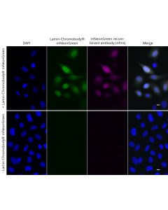 ChromoTek mNeonGreen RecAb, VHH-mouse IgG1 Fc fusion nfms proteintech