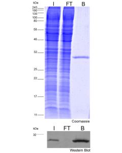 ChromoTek mNeonGreen-Trap Agarose, Kit for Immunoprecipitation ntak proteintech