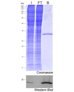 ChromoTek mNeonGreen-Trap Magnetic Agarose ntma proteintech
