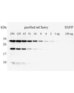 ChromoTek pan-RFP Polyclonal antibody pabr1 proteintech