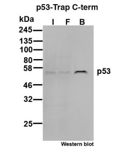ChromoTek p53 C-term-Trap Agarose pta2 proteintech