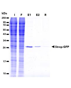 ChromoTek Strep-Peptide qp proteintech