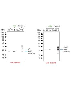 ChromoTek anti-Rabbit IgG VHH Agarose for Immunoprecipitation rIGa proteintech
