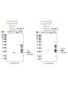 ChromoTek anti-Rabbit IgG Magnetic VHH Agarose for Immunoprecipitation rIGma proteintech