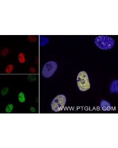 ChromoTek RFP-Booster Alexa Fluor® 488 rb2AF488 proteintech