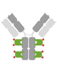 ChromoTek Nano-Secondary® anti-mouse IgG1, recombinant VHH, Alexa Fluor® 488 [CTK0103, CTK0104] sms1AF488-1 proteintech