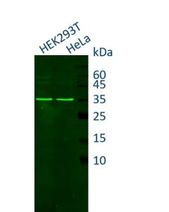 ChromoTek Nano-Secondary® anti-rabbit IgG, recombinant VHH CoraLite® Plus 488 [CTK0119, CTK0120] srb2GCL488-1 proteintech