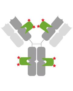 ChromoTek Nano-Secondary® anti-human IgG/anti-rabbit IgG, recombinant VHH, Alexa Fluor® 647 [CTK0101, CTK0102] srbAF647-1 proteintech