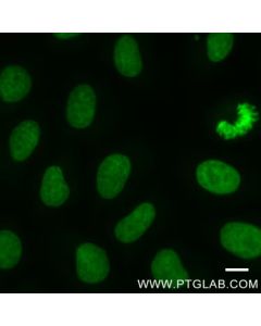 ChromoTek Histone-Label Atto488 tba488 proteintech
