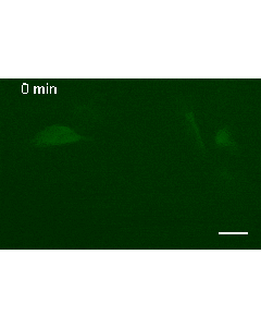 ChromoTek Vimentin-Chromobody® plasmid (TagGFP) vcg proteintech