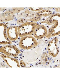 Anti-CREB Rabbit pAb servicebio GB11236-100