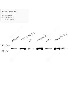 Anti-NRF2 Rabbit pAb servicebio GB113808-100