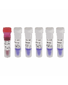 GN3K DNA Marker servicebio G3360-05
