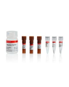 Click-iT EdU-555 Cell Proliferation Assay Kit servicebio G1602