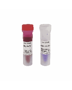 GN100bp DNA Ladder III plus servicebio G3368-01