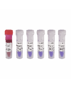 GN15K DNA Marker servicebio G3364-05