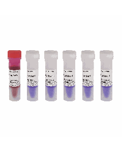 GN100bp DNA Ladder II servicebio G3366-05