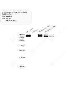 Recombinant Anti-CD11b antibody (Rabbit mAb) servicebio GB15058-50