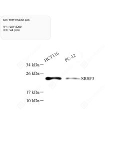 Anti-SRSF3 Rabbit pAb servicebio GB113280-50