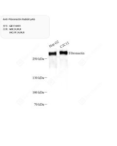 Anti-Fibronectin Rabbit pAb servicebio GB114491-100