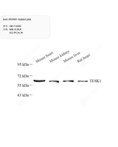 Anti-PSTPIP1 Rabbit pAb servicebio GB113289-50