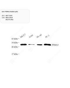 Anti-PSMA3 Rabbit pAb servicebio GB113281-50