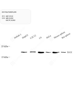 Anti-Bax Rabbit pAb servicebio GB114122-100